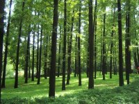 看树6分钟有助于减轻压力