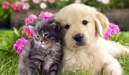 养猫的人更聪明 爱狗的人精力旺