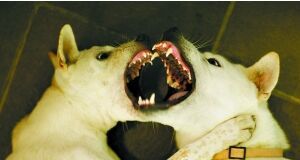 男人好勇斗狠,只为得到女人青睐