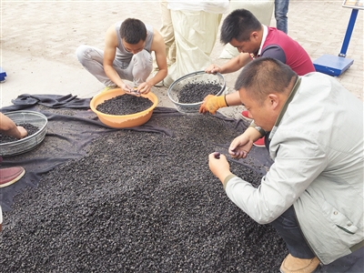 万元黑枸杞背后：夸大疗效重金包装